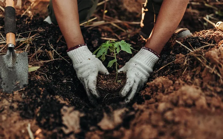 plantar un árbol